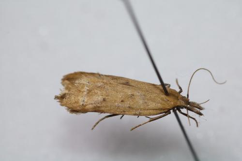 Réf. 249 054 : Dichomeris limosella
